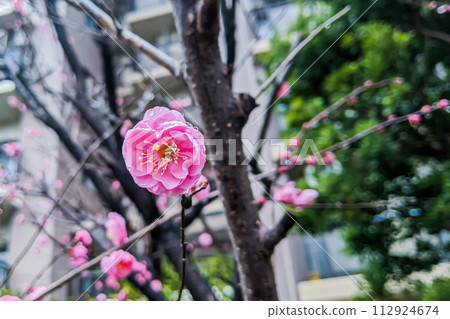 八重官小梅被雨淋濕了 112924674