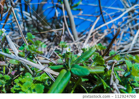 Kogomaininnofuguri blooming on the sunny bank 112924760