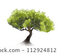 tree isolated on white background 112924812