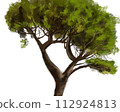 big tree on white background 112924813