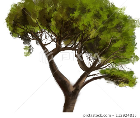 big tree on white background 112924813
