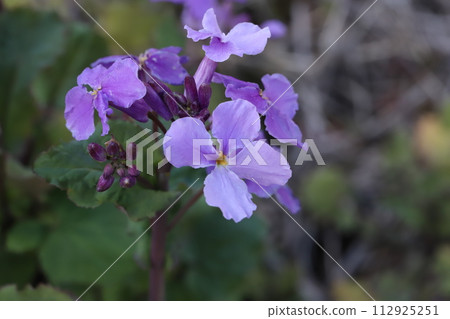 Murasakihanana 的紫色花朵在春天的花園裡綻放 112925251