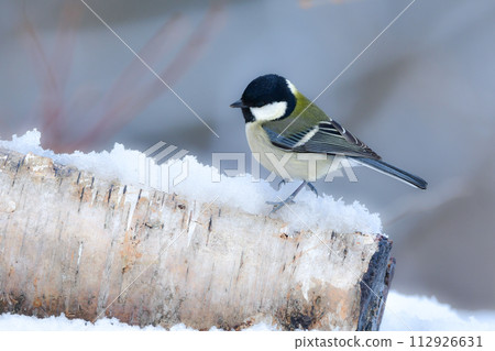 大山雀是一種可愛的小鳥，可以在公園和花園的雪地裡看到。 112926631