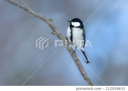 大山雀是一種可愛的小鳥，可以在公園和花園的雪地裡看到。 112926633