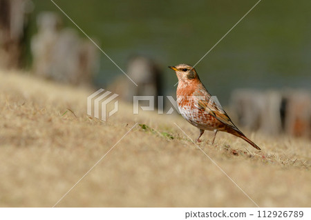 A rare small bird that you can meet during bird watching in the park in winter 112926789