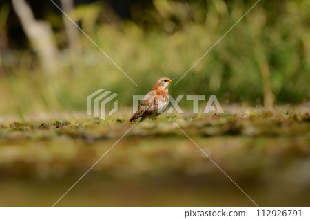 冬季公園觀鳥時可以遇到的稀有小鳥 112926791
