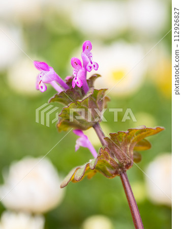 早春田野裡盛開的 Hotokenoza 花 112926827