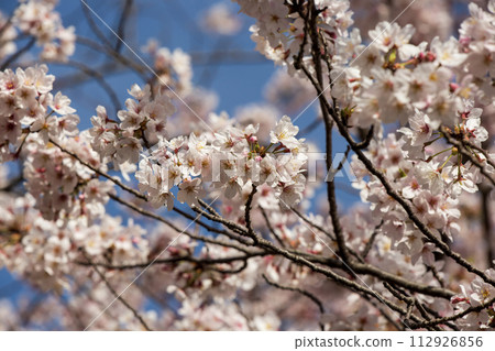 Cherry blossoms in full bloom shining in the blue sky 112926856