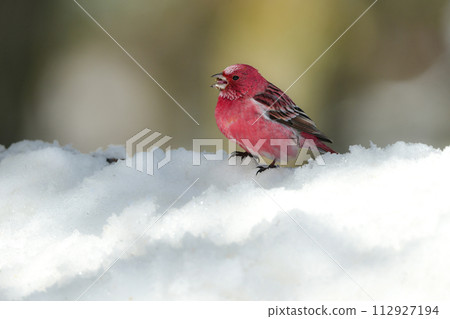 A beautiful red bird seen in the snow-covered forest on the pure white plateau. 112927194
