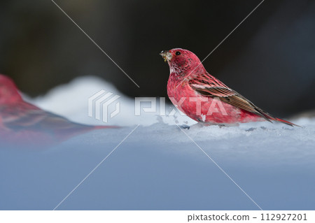 A beautiful red bird seen in the snow-covered forest on the pure white plateau. 112927201