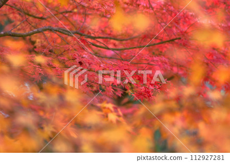 鮮紅的秋葉 112927281