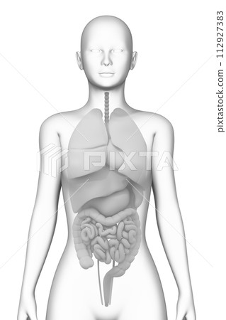 人體內部器官，女性，3D模型 112927383