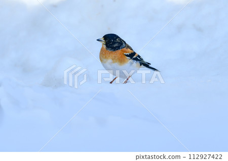 The common beautiful bird that can be seen while bird watching in the winter forest. The common beautiful bird that can be seen while bird watching in the winter forest. 112927422