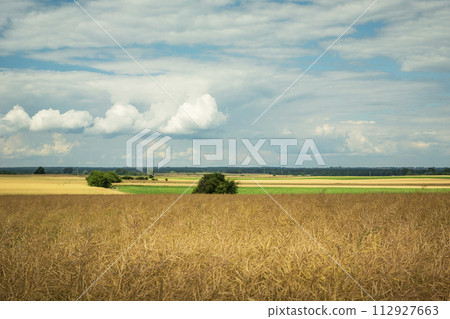 Landscape with ripe rapeseed in the field and clouds in the sky 112927663