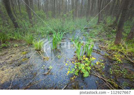 Swamp in the forest 112927667