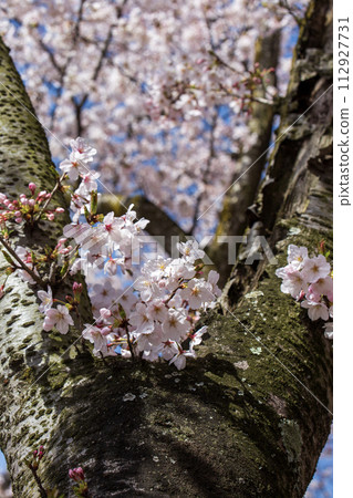 Cherry blossoms blooming in trunk Cherry blossoms blooming in trunk 112927731