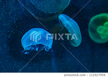 Drifting jellyfish Drifting jellyfish 112927956