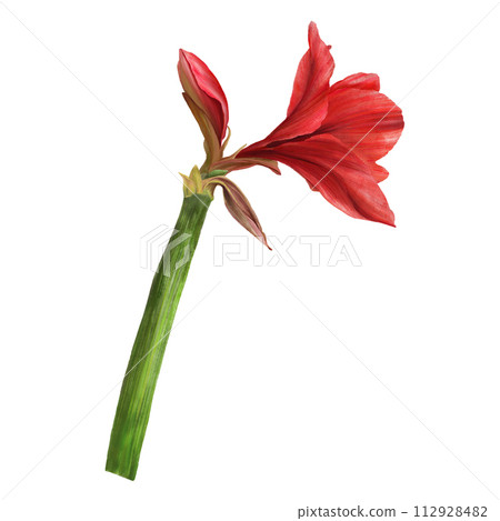 Red amaryllis flowers, stems and buds, hippeastrum plant. Hand drawn watercolor illustration for your botanical, floral sticker, card, wedding, birthday invitation card print Isolated white background 112928482