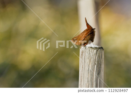 鷦鷯是一種可愛又受歡迎的鳥類，即使在冬天在高地觀鳥時也能看到。 112928497