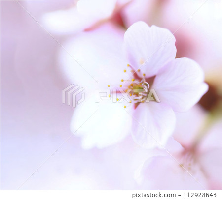 Beautiful cherry blossoms Beautiful cherry blossoms 112928643