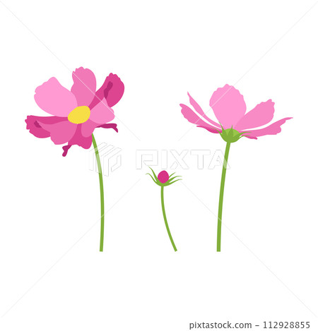 Set of pink cosmos flowers, stems, bud, flowers. Vector, white background. 112928855