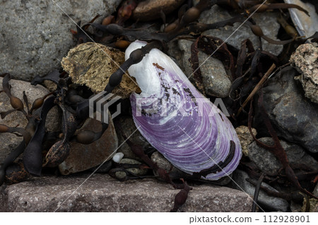 Shell of the sea mussel on the beach, Iceland Shell of the sea mussel on the beach, Iceland 112928901