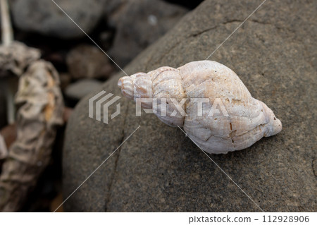 Snail shell on the beach, Iceland Snail shell on the beach, Iceland 112928906