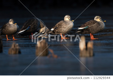 Charming spot-billed ducks can be seen in nearby parks from autumn to winter. Charming spot-billed ducks can be seen in nearby parks from autumn to winter. 112929344