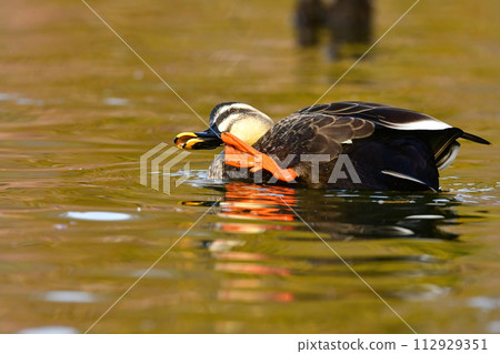 Charming spot-billed ducks can be seen in nearby parks from autumn to winter. 112929351