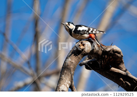 Red-headed woodpecker, a familiar woodpecker seen in winter parks during bird watching 112929525