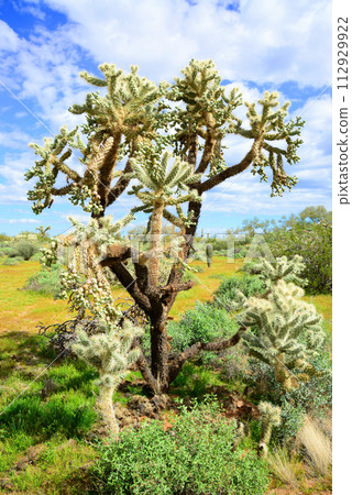Cholla cactus, Sonora Desert, Mid Spring 112929922