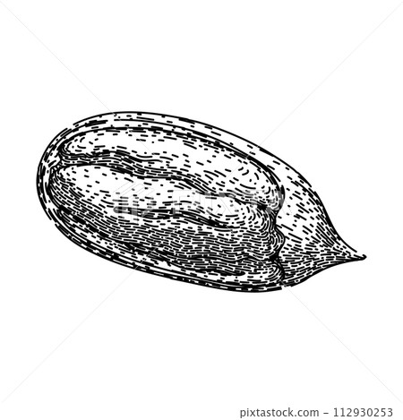 pacana pecan nut sketch hand drawn vector pacana pecan nut sketch hand drawn vector 112930253
