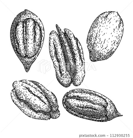 pecan nut set sketch hand drawn vector pecan nut set sketch hand drawn vector 112930255