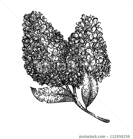 drawing lilac sketch hand drawn vector drawing lilac sketch hand drawn vector 112930256