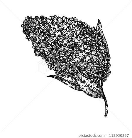 flower lilac sketch hand drawn vector flower lilac sketch hand drawn vector 112930257