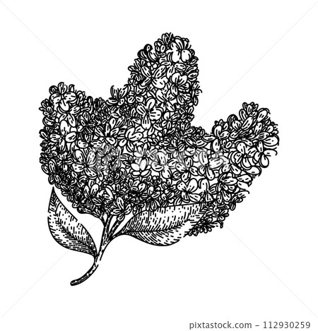 line lilac sketch hand drawn vector line lilac sketch hand drawn vector 112930259