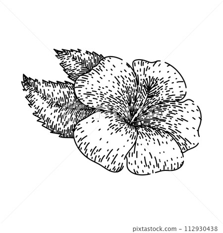 hawaii hibiscus sketch hand drawn vector hawaii hibiscus sketch hand drawn vector 112930438