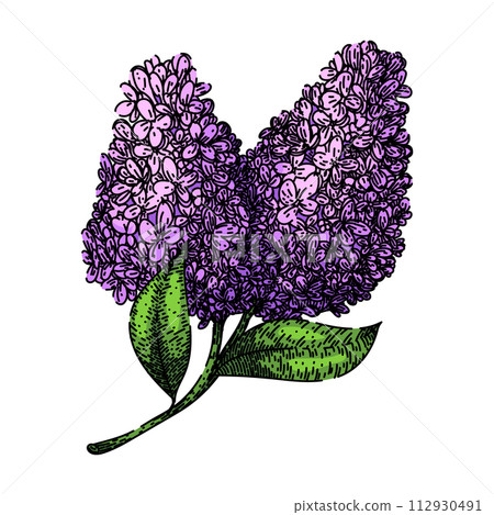 drawing lilac sketch hand drawn vector drawing lilac sketch hand drawn vector 112930491