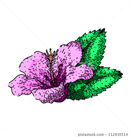 flower hibiscus sketch hand drawn vector 112930514