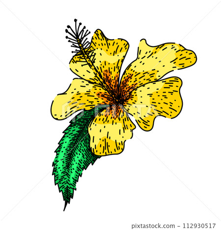 summer hibiscus sketch hand drawn vector 112930517