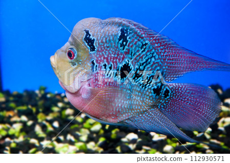 colorful fish colorful fish 112930571