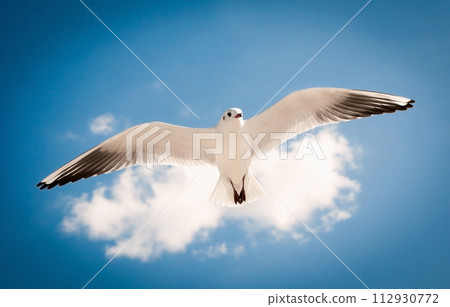 seagull flying seagull flying 112930772