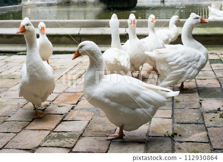 Geese in Cathedral of Saint Eulalia Geese in Cathedral of Saint Eulalia 112930864