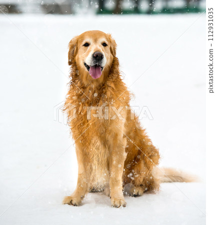 red retriever 112931035