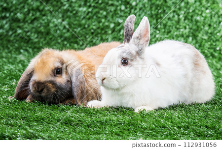 two rabbits on grass 112931056