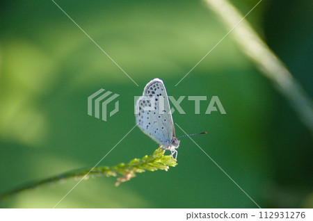 大和志見休息 112931276