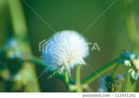 白色的棉花毛茸茸的~我猜是鹿角 白色的棉花毛茸茸的~我猜是鹿角 112931282