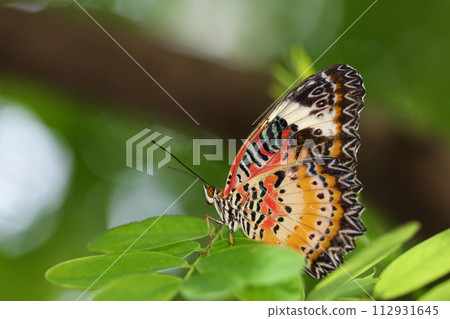 The beautiful butterfly on flower is show beauty wing in nature garden The beautiful butterfly on flower is show beauty wing in nature garden 112931645