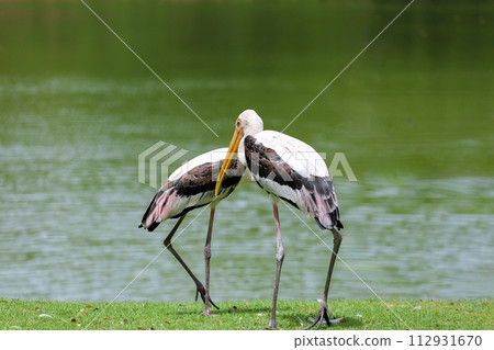 The Painted Stork bird (Mycteria leucocephala) in garden The Painted Stork bird (Mycteria leucocephala) in garden 112931670