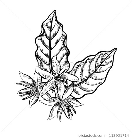 Coffee flowers, vector black and white graphics. Illustration for drawing, logo, template, banner, posters, invitation design and greeting cards. Coffee flowers, vector black and white graphics. Illustration for drawing, logo, template, banner, posters, invitation design and greeting cards. 112931714